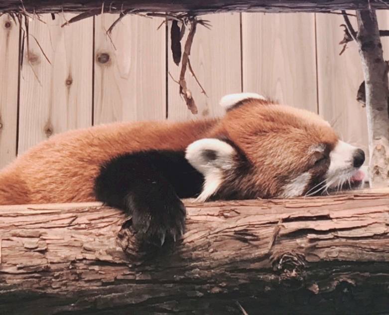 動物園🐼🐯🐨