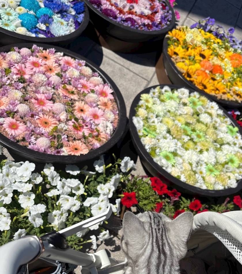 花を見にいきました!💐